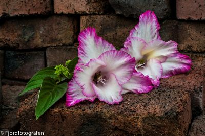 Flower on brick